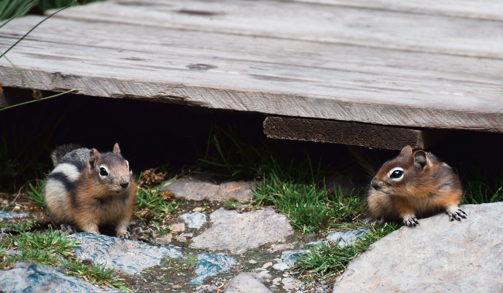 Chipmunks near a chimney animal entry point